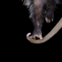 Kimberlywitham_possumpaw