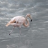 Medow_c_flamingoi