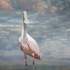 Spoonbill_i