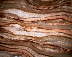 Bacon