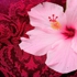 Burgundy_and_hibiscus