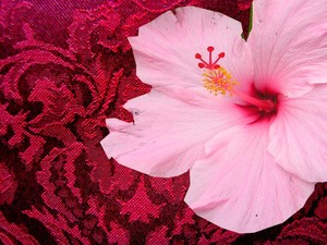 Burgundy_and_hibiscus