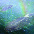 Gallup-troubadores_of_the_deep