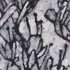 Desert_sage