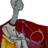 Longneck
