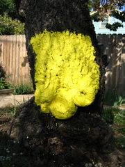 Rath_tree_peel_2008