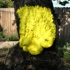 Rath_tree_peel_2008