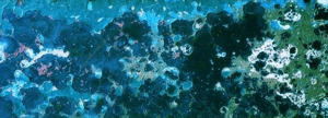 6_heavenly_blue_to_angus_mclise