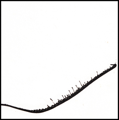 10_haiku_to_blossfeldt