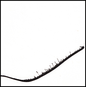 10_haiku_to_blossfeldt