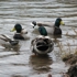 Nature-hsa08_404