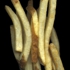 Bobs_potato_many_v1800