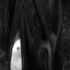 Veiled_obsession