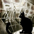Cat1
