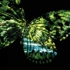 Butterfly_country