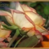 Img_1009the_rose_hsa09