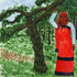 A_coffee_tree___a_coorgee_stree-y-2300