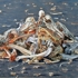 3-bones_30x50__lo-res