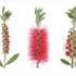 Bottle_brush