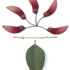 Erythrina