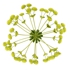 Euphorbia