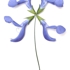 Gentian