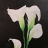 Calla_lily