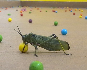 Festin06