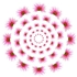 Gum_eucalyptus_circles