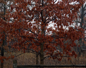 The Color of Winter-3623,Pauline Kochanski