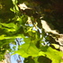 Rippled_reflection