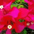 Flora_2_oil
