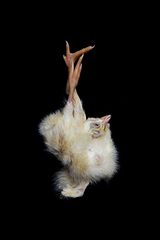 Chick Study #8,Grissel Giuliano
