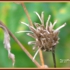 2008_autumbliss-igirex08-nature_066