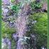2008-augustglory-nature-igirex08_056