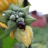 Insect2
