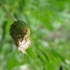 Insect3