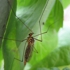 Insect4