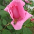 Bee4