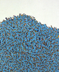 Swarm, No. 2,