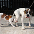 Americanbulldogwithpup