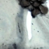 Iceflower
