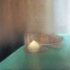 Il_fico__cm_52_x_52___2007