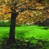 My_love_of_trees_agora_gallery_1
