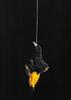 Hanging_20bird