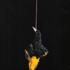 Hanging_20bird