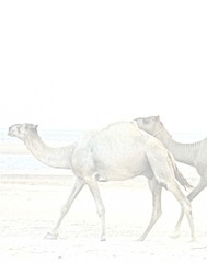 Twocamelsonthebeach