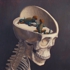 The_lizard_part_of_my_brain