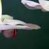 Debra_kayata_orchid_hanging_upside_down_5237a