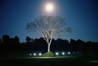 Shadowless Tree,Chad Kleitsch